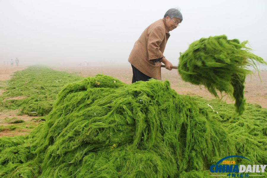 滸苔再襲青島 浴場(chǎng)成草原