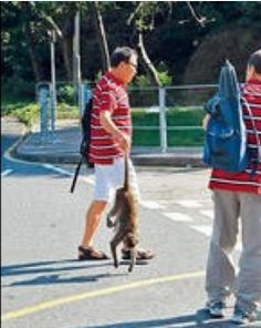 香港男子“移尸”惹怒猴群引怪叫 險釀人猴大戰(zhàn)