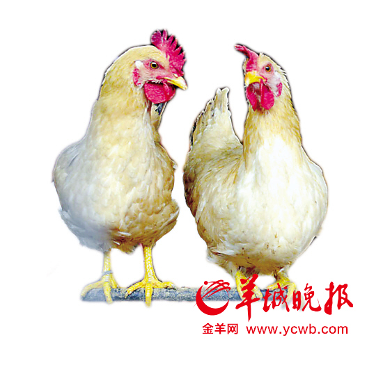 廣東專家預(yù)測(cè)：未來(lái)數(shù)月人染H7N9禽流感風(fēng)險(xiǎn)明顯增加