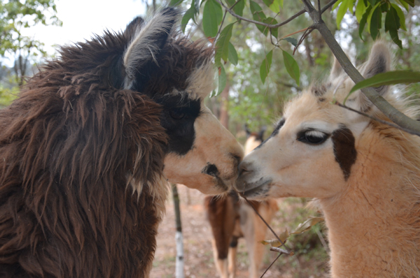 27日小朋友可以來云南野生動物園給羊駝美容