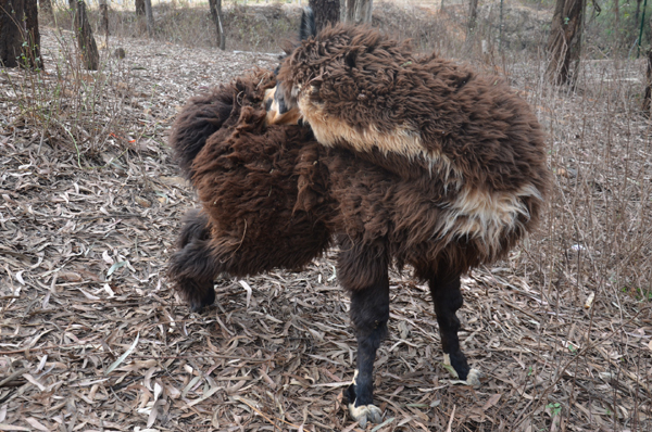 27日小朋友可以來云南野生動物園給羊駝美容