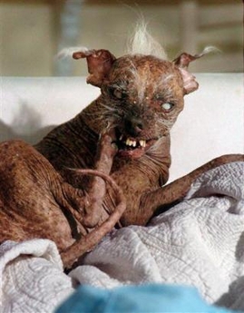 Sam, the tiny dog whose hairless body and crooked teeth earned him a reputation as the World's Ugliest Dog, has died in California, the United States. 