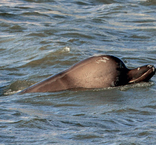 Whale in River Thames