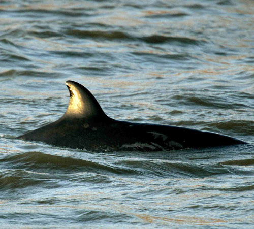 Whale in River Thames