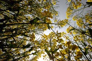 Rape flowers grace Spring