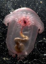 Thousands of strange creatures found deep in ocean