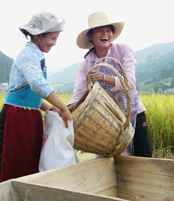 Middle-season rice harvested in Guangxi