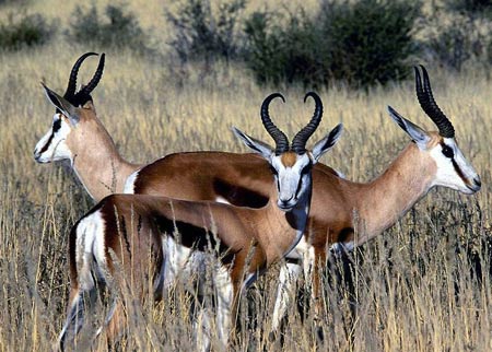 Tibetan antelope hides destroyed to show anti-poaching resolution