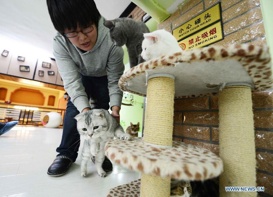 Cat-themed coffee bar opens in Harbin