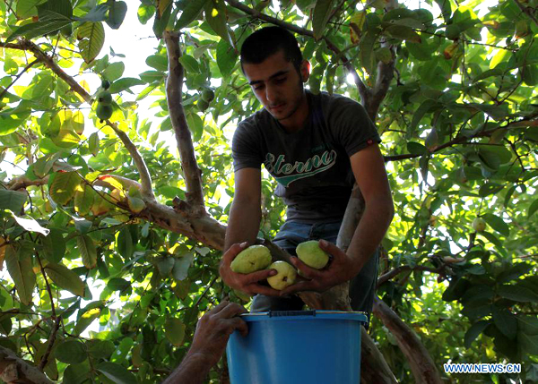 Palestinians harvest fresh guavas during 2nd Guava Festival