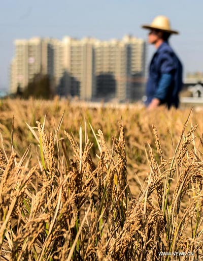 Villager turns his house roof into farmland