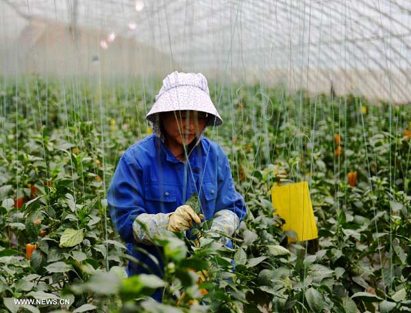 Pollution-free vegetables thrive in north China's Hebei