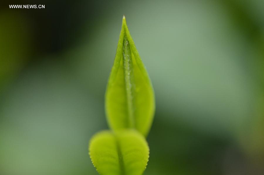 Tender leaves seen at tea garden in China's Hubei