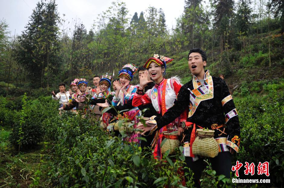 Qiang ethnic people pick spring tea leaves