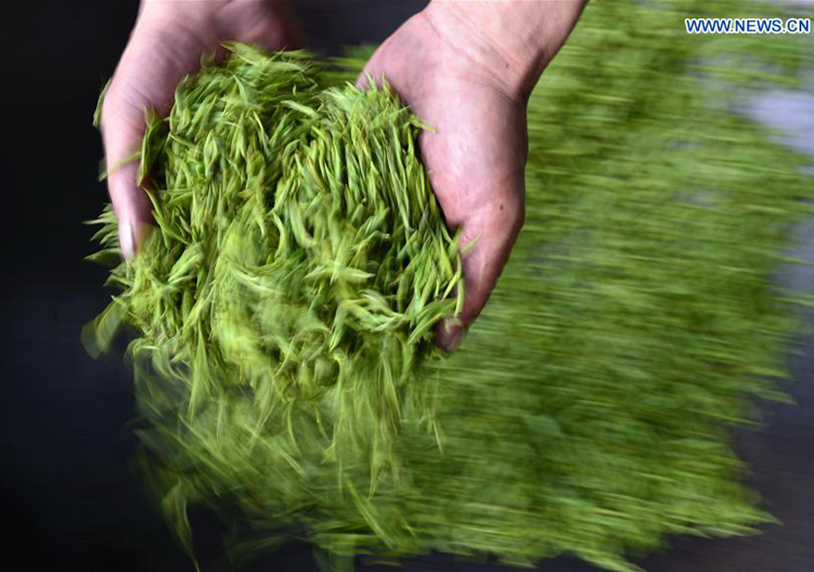 Tea making in C China's Hubei