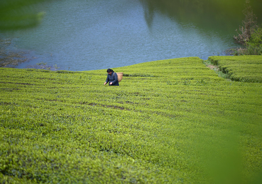 Tea making in C China's Hubei