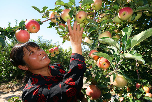 Documentary traces apple's origin to China