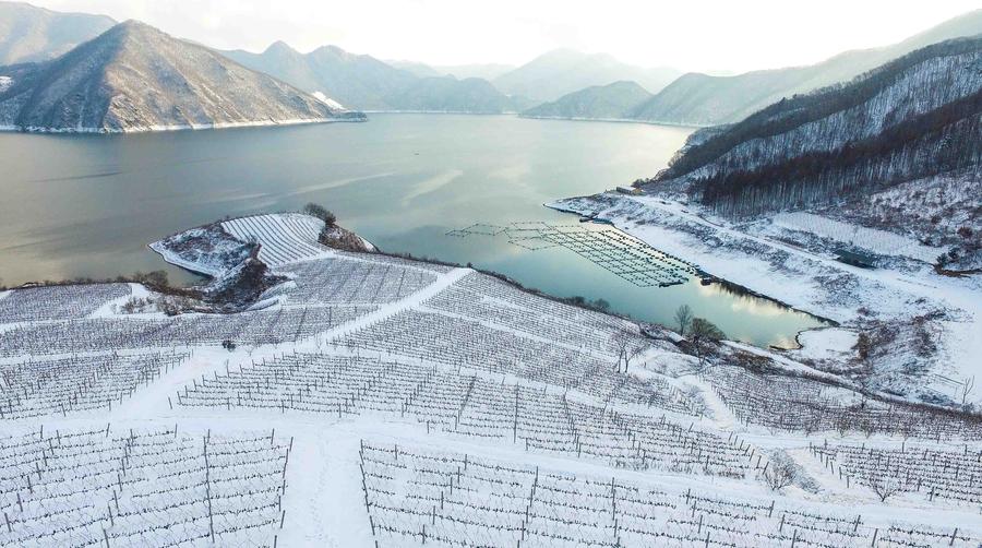 Ice wine vineyard in Northeast China