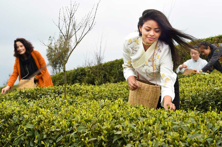 Expats get a 'taste' of Chinese tea culture in Guizhou