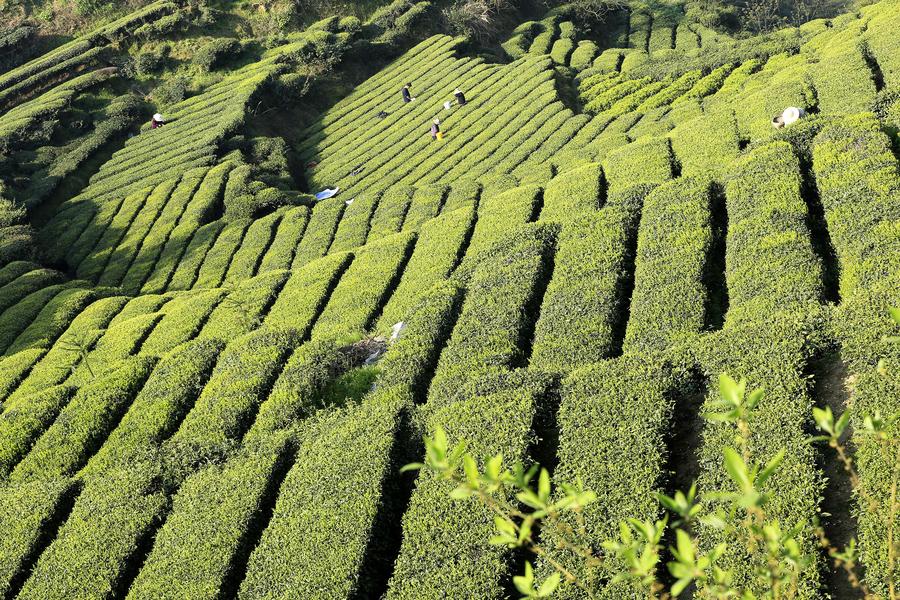 Farmers harvest tea leaves before Qingming Festival in Hubei province