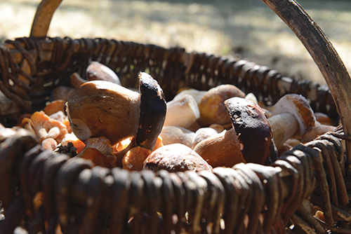 Fungi expert shares secrets of mushrooms