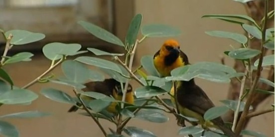 鳥類各種叫聲啥意思？英國(guó)鳥類專家微博開講