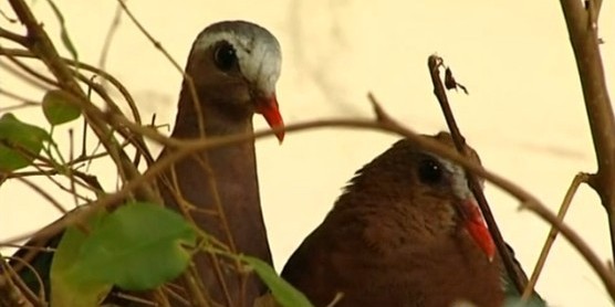 鳥類各種叫聲啥意思？英國(guó)鳥類專家微博開講