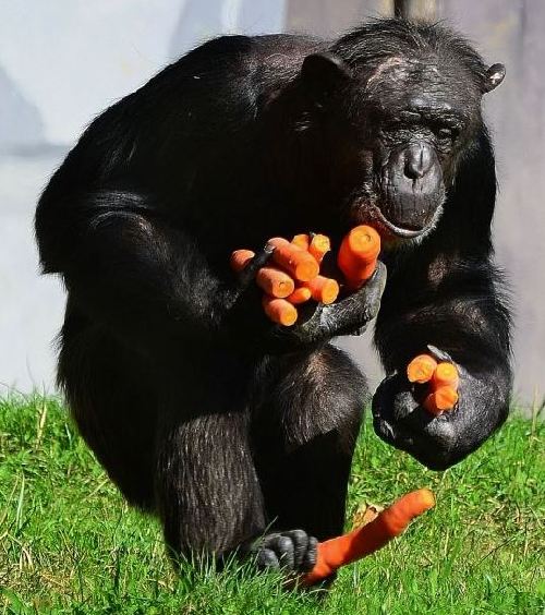 組圖：攝影師抓拍德國(guó)動(dòng)物園黑猩猩偷食胡蘿卜