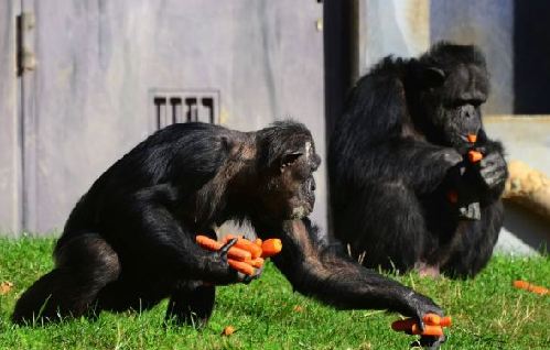 組圖：攝影師抓拍德國(guó)動(dòng)物園黑猩猩偷食胡蘿卜