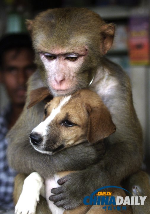 治愈系組圖：可愛動物們的跨物種感情