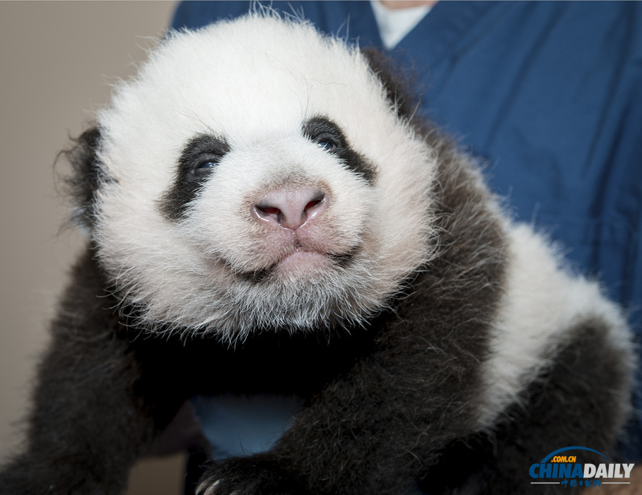 美國(guó)：旅美大熊貓誕下幼崽 動(dòng)物園為其全球征名（組圖）