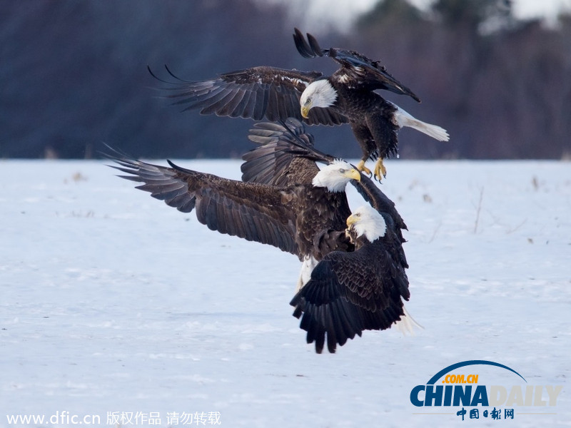 加拿大雪原上演華麗空戰(zhàn)：鷹擊長(zhǎng)空護(hù)“主權(quán)”