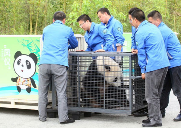 Panda pair make delayed journey to Malaysia