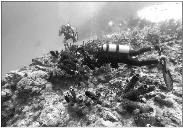 Cuba's pristine and protected coral reefs