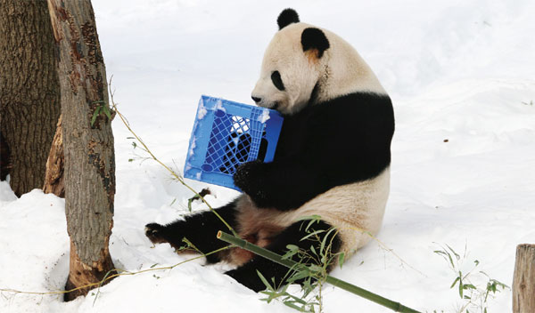 Pandas put on show in the snow