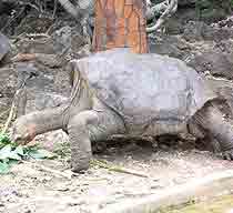 Visiting the Galapagos and the unusual creatures that live there