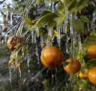 Keeping plants and trees warm when temperatures drop