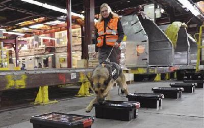 Airport security could go to 'electronic sniffer dogs'