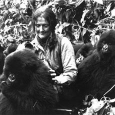 Dian Fossey, 1932-1985: she worked to protect the mountain gorillas of central Africa