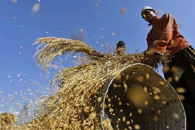 Study links climate change to changes in crop yields