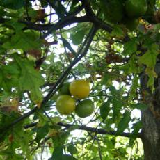 Gardening: vegetables made in the shade