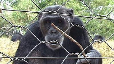 African sanctuaries rescue endangered chimpanzees