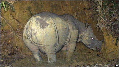 Sumatran Rhinos 蘇門答臘犀牛