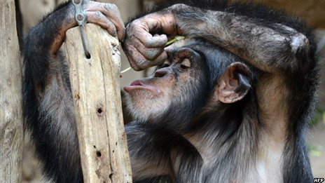 Chimpanzees throw tantrums 黑猩猩會發(fā)脾氣