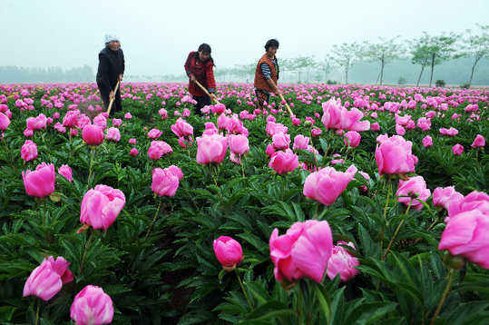 五月，來亳州看芍花