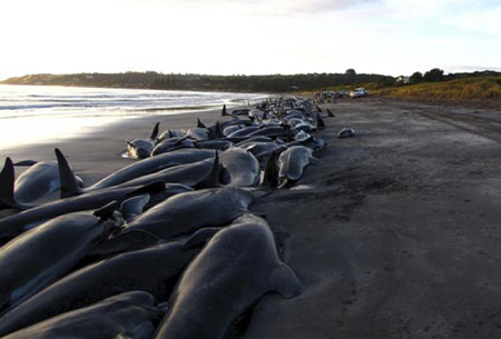 Pilot whales stranded in Australia