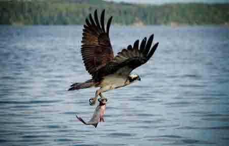 A Field Mouse or an Osprey 田鼠與魚鷹的啟示