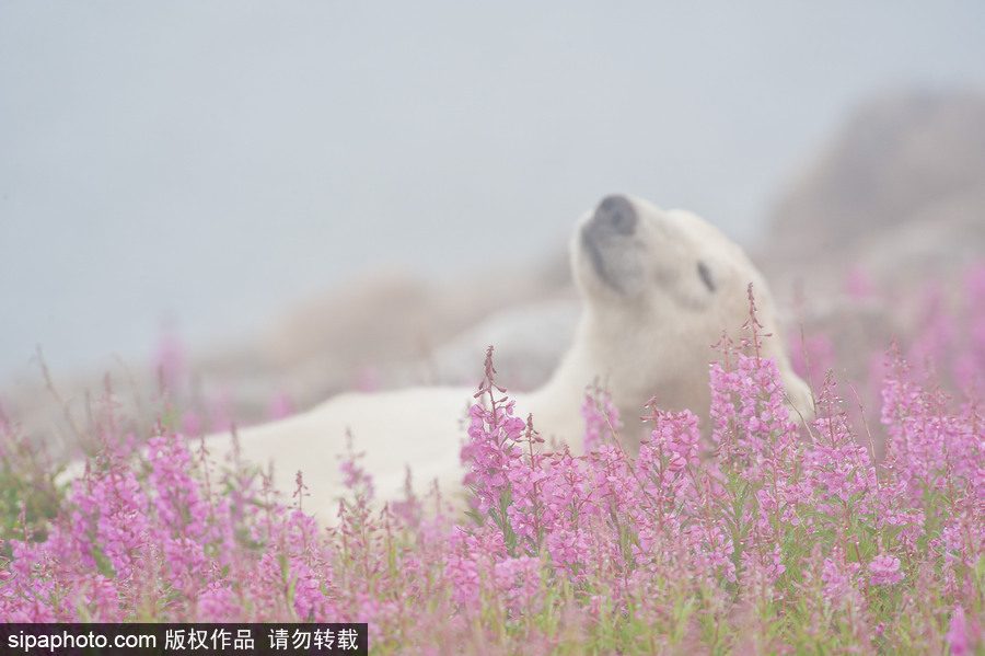 純凈的北方國度 加拿大冬日風(fēng)光（組圖）