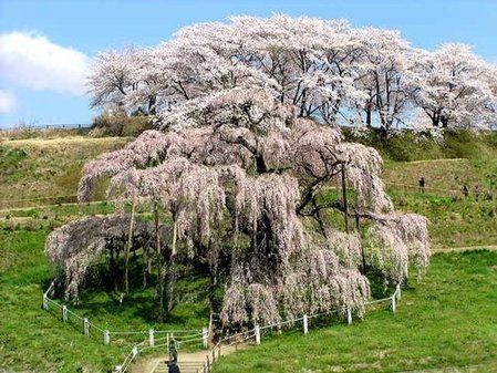 日本將送櫻花樹(shù)種上太空