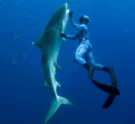 Diver grapples with 12ft tiger shark to save friend